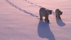 Polar Bears