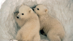 Polar Bears