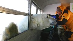 Polar Bears