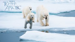 Polar Bears