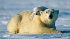 Polar Bears