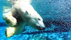 Polar Bears