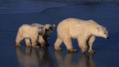 Polar Bears Animals