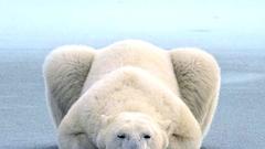 Polar Bears Animals