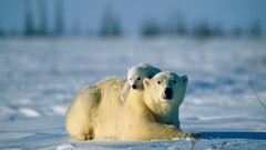 Polar Bears Animals baby animals snow Bears Mammals