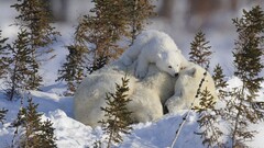 Polar Bears Animals baby animals snow Bears Mammals winter