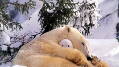 Polar Bears Animals baby animals snow Mammals
