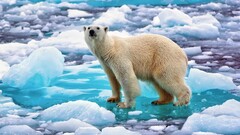 Polar Bears Animals Bears ice nature cyan water Mammals
