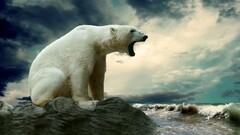 Polar Bears Animals Bears Mammals sky