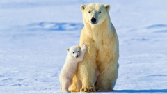 Polar Bears Animals snow ice baby animals Mammals