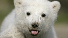 Polar Bears baby animals