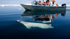 Polar Bears Bear Animals