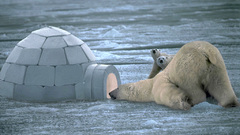 Polar Bears igloo