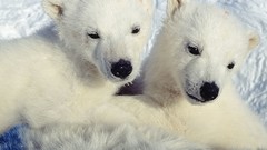 Polar Bears national geographic