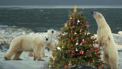 Polar Bears tree artwork