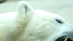 Polar white Bear Animals