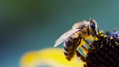 Pollen close-up bees