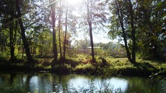 pond nature sunlight water landscape