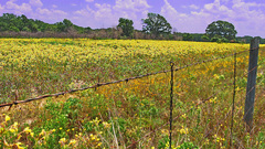 Poorfags begging for not