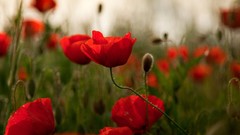 Poppies