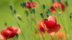 Poppies