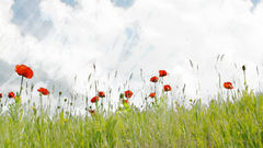 Poppies artwork fields