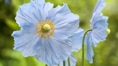 Poppies blue flowers Amin Peyrovi