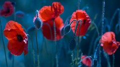 Poppies buds florianchin