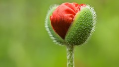 Poppies buds oriental