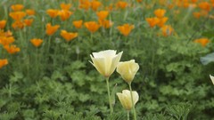 Poppies California