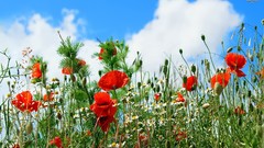 Poppies fields