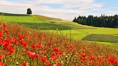 Poppies fields red flowers