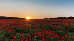 Poppies fields red flowers sun flare