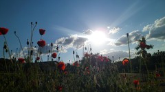 Poppies meadows sunlight skies