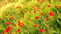 Poppies nature Flowers