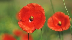 Poppies nature Flowers macro