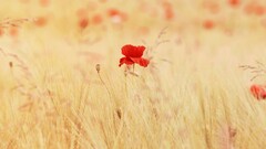 Poppies red flowers Flowers nature Plants outdoors