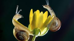 Post all snails that