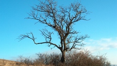 Post Your dead Trees