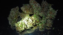 Pot buds marijuana drugs