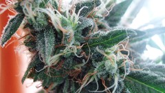 Pot marijuana White Widow