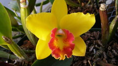 Pot memorial gold jp