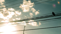 Power lines clouds Birds
