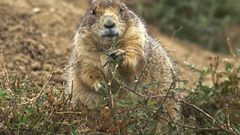 Prairie dog fat animal