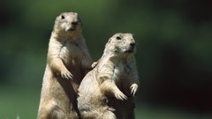 Prairie dogs