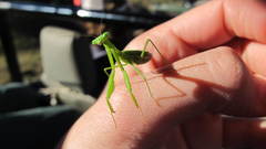 Praying Mantis