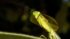 Praying Mantis