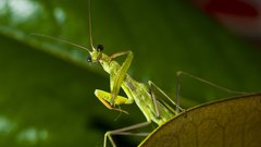 Praying Mantis