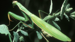 Praying mantis insect