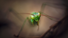 Praying Mantis insect Animals